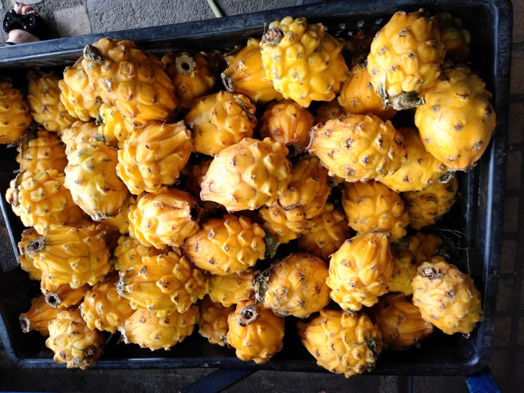 Pitahaya