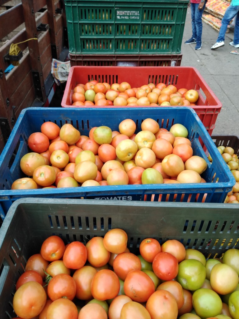 Tomate chonto