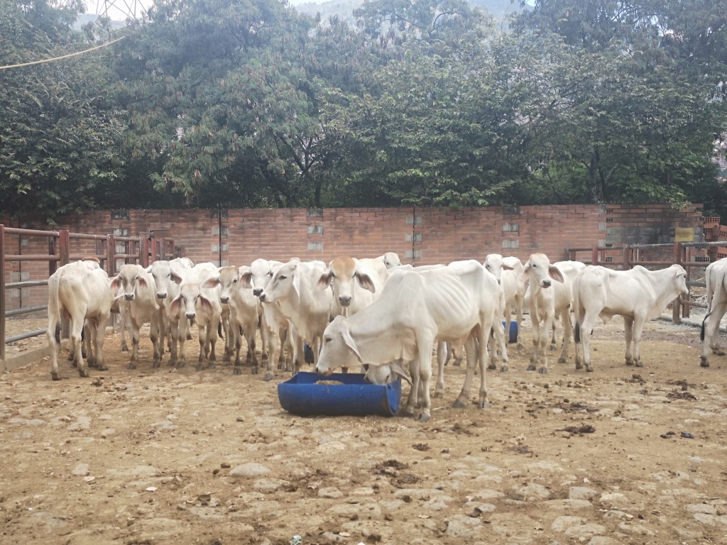 Terneras de levante cebú blanco comercial