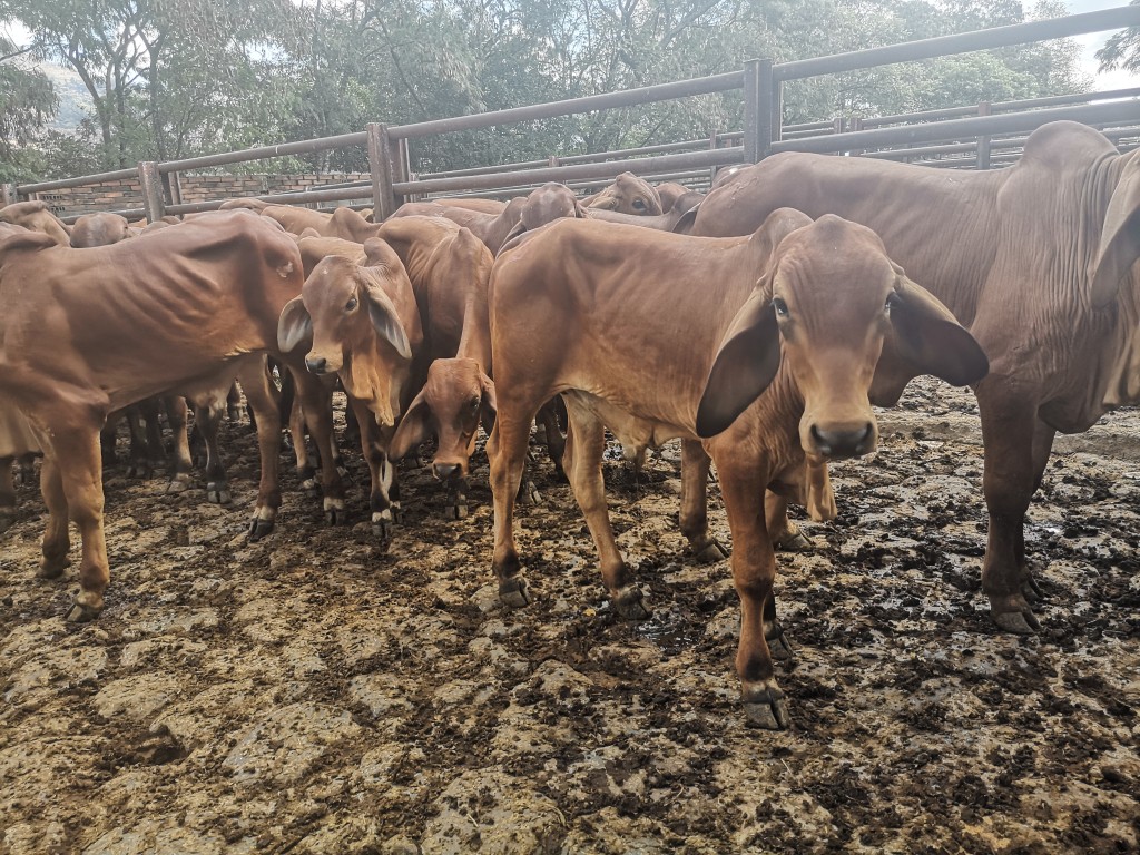 Terneros Brahman Rojo clasudos