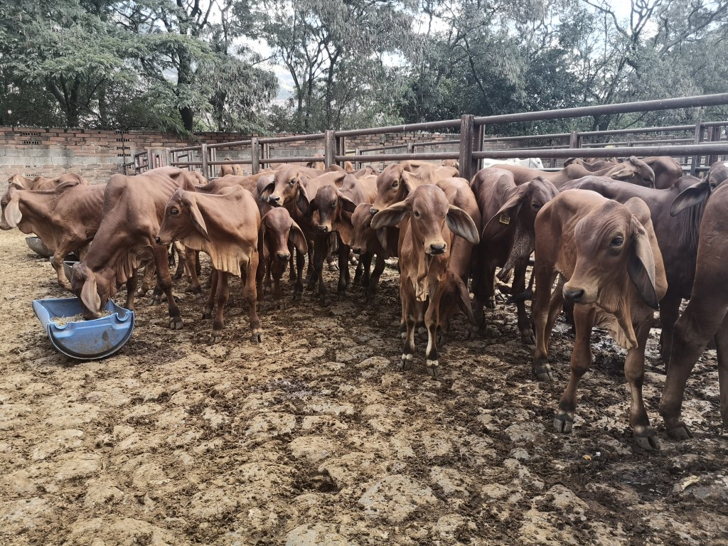 Terneros Brahman Rojo comercial