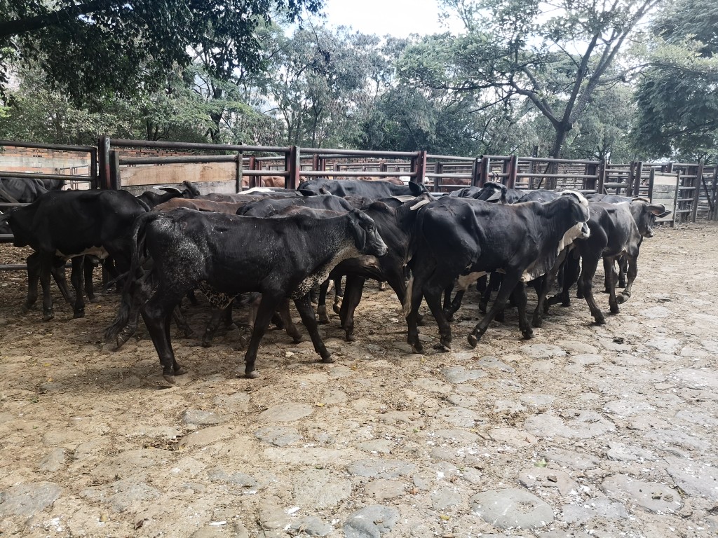 Machos de levante /Ganado comercial