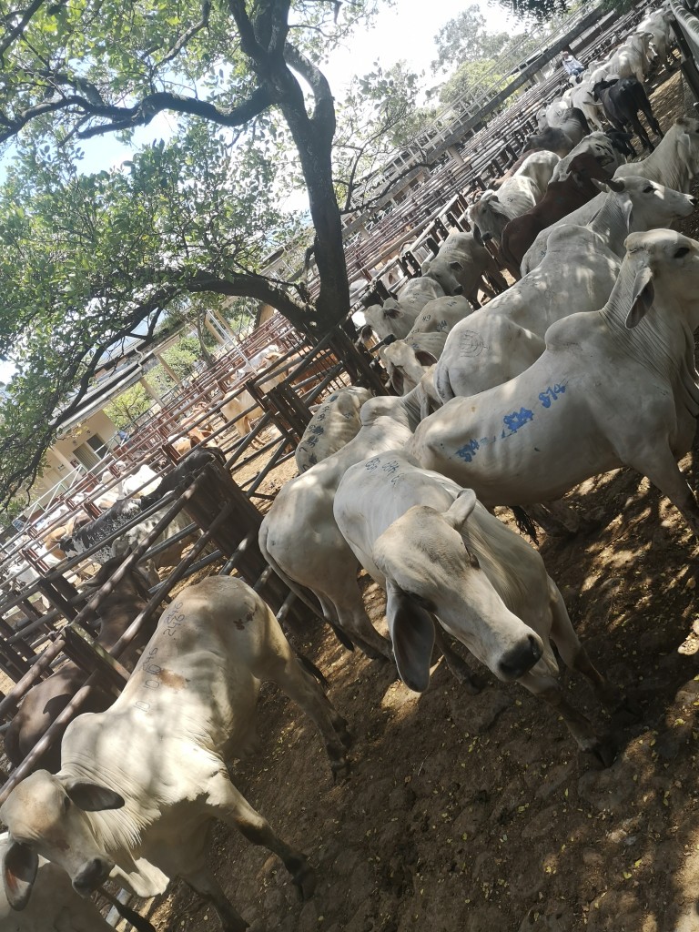 Novillos cebados cebú blancos