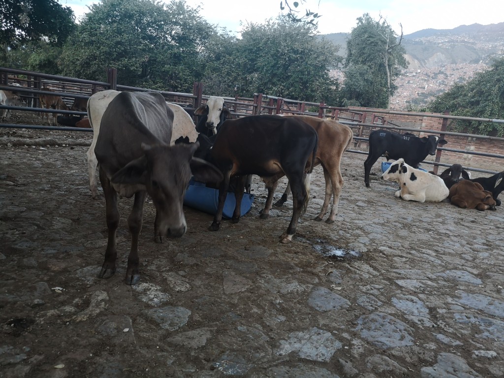 Terneros de levante