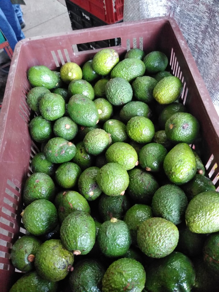 Aguacate Hass