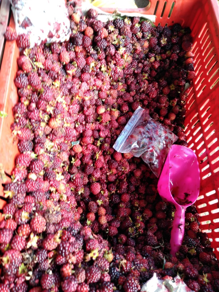 Mora roja
