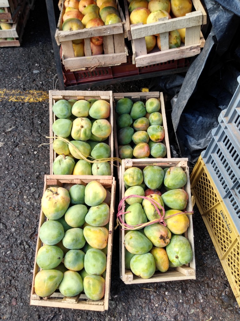 Mango reina
