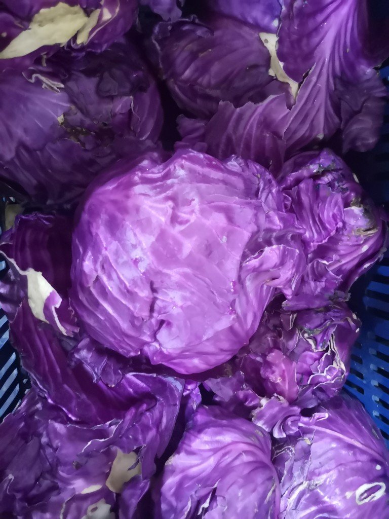 Repollo Morado