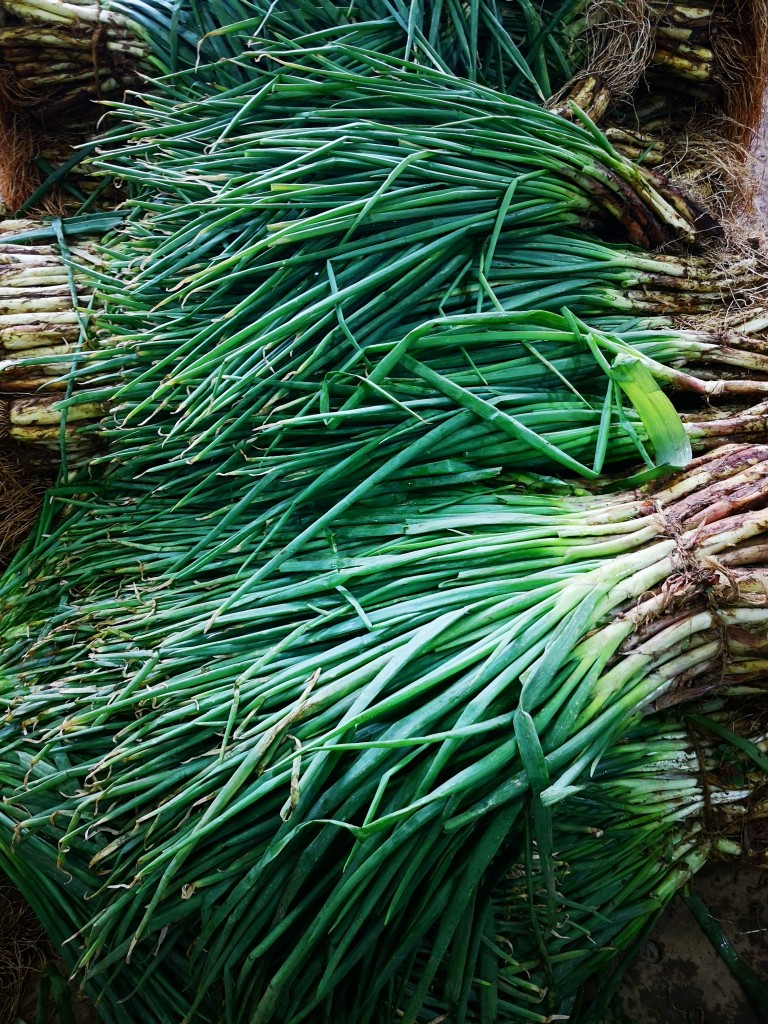 Cebolla de Rama