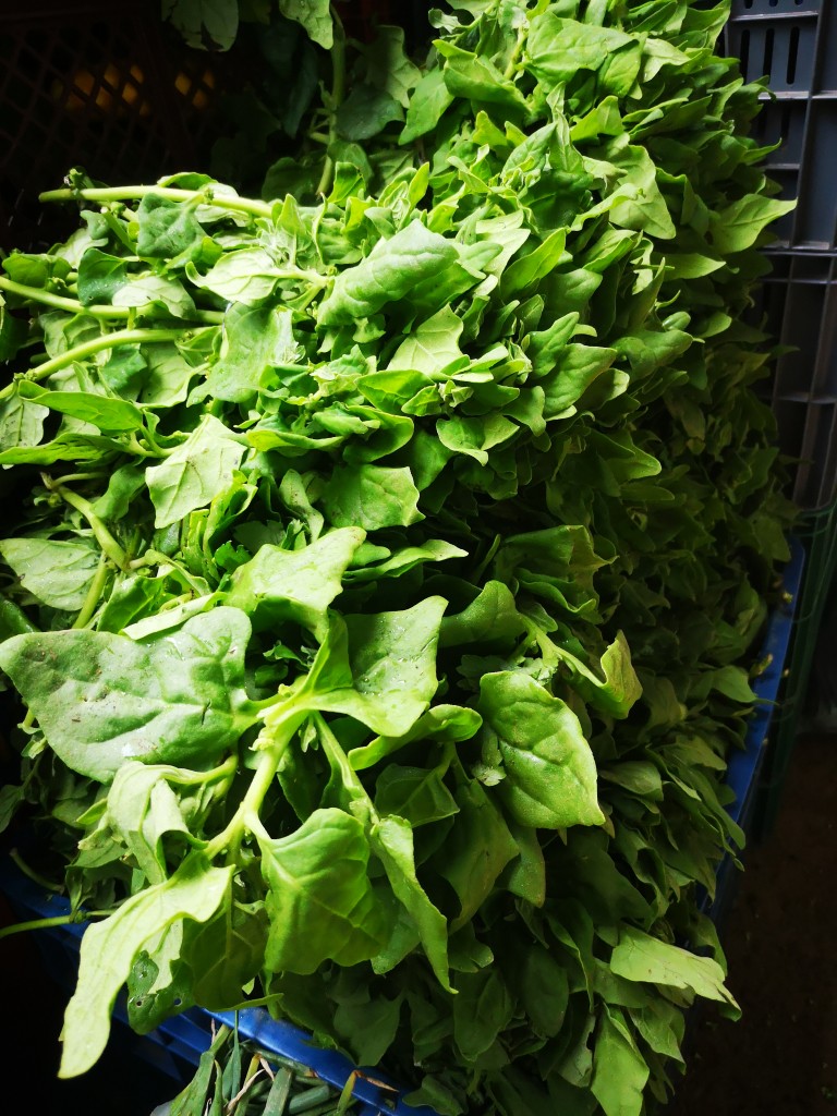 Espinaca