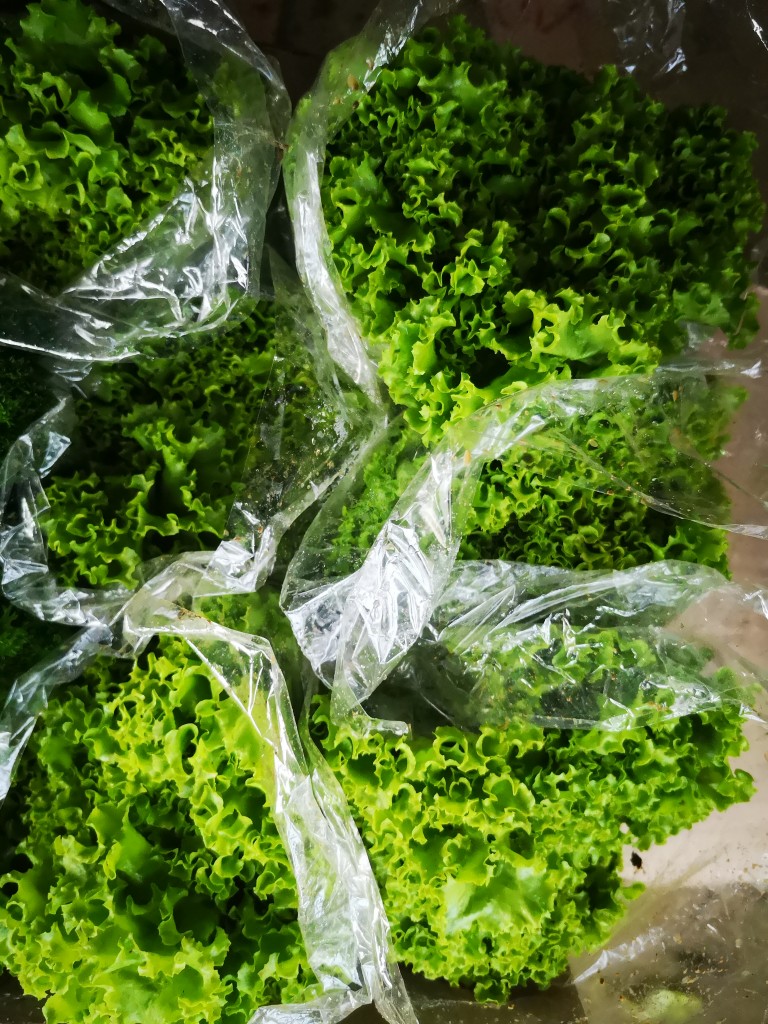 Lechuga Crespa