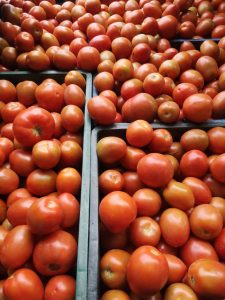 Tomate Chonto