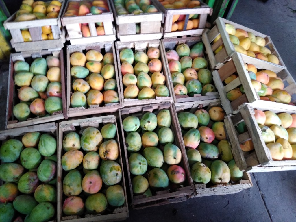 Mango reina