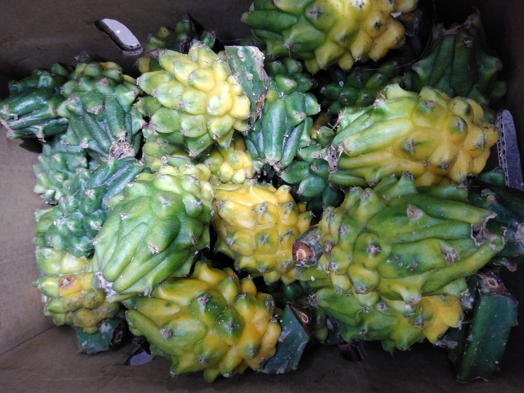 Pitahaya 1ra