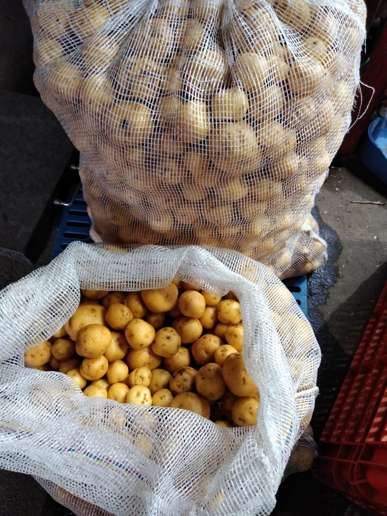 Papa criolla