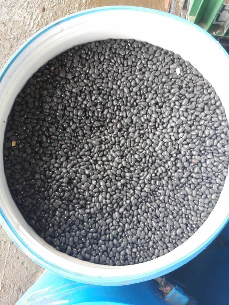 Frijol  caraota
