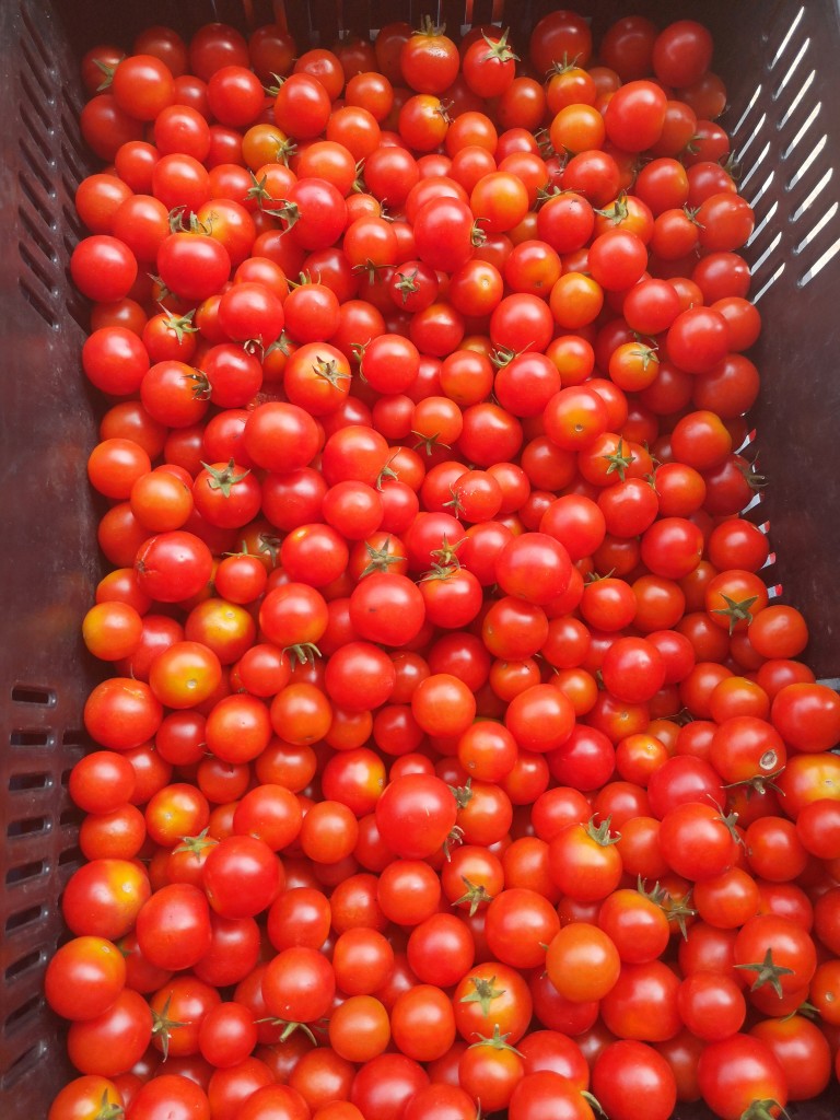 Tomate Cherry