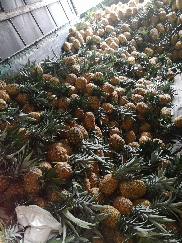 Piña Oro miel