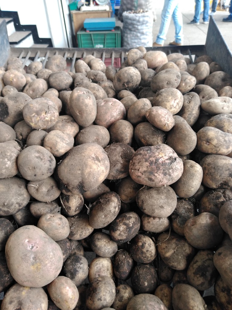 Papa pastusa