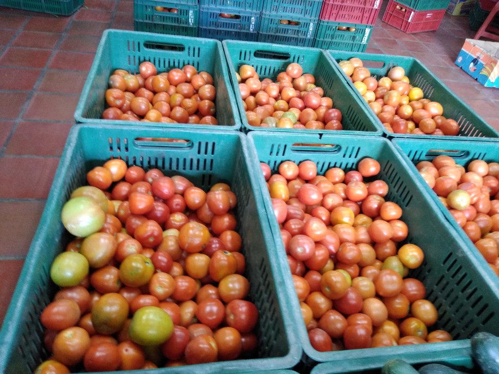 Tomate riñón — foto 7 de 8
