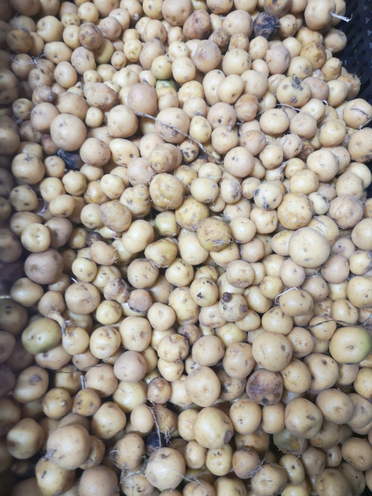 Papa Criolla Balin