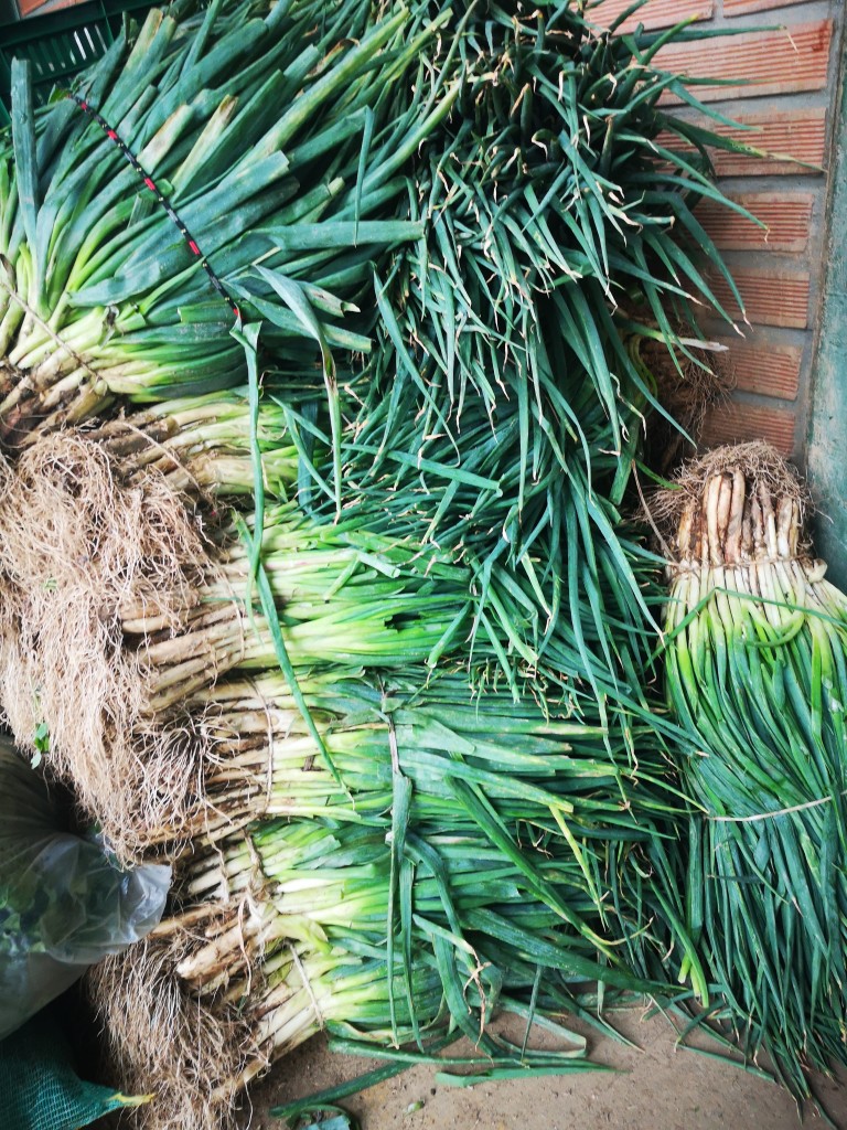 Cebolla de Rama