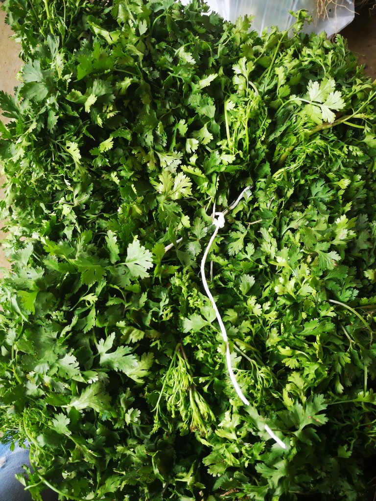 Cilantro