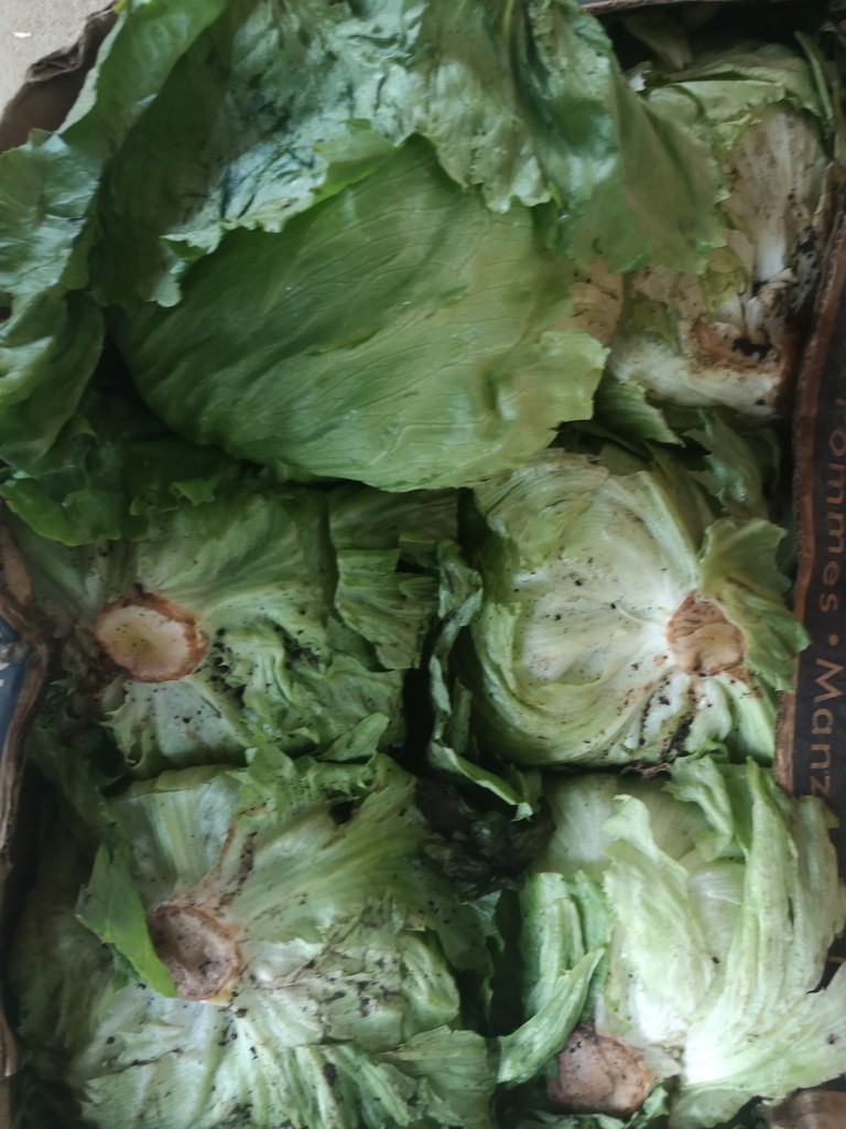 Lechuga /10 kg