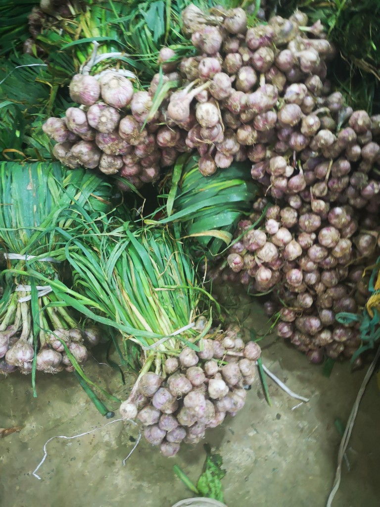 Ajo Criollo