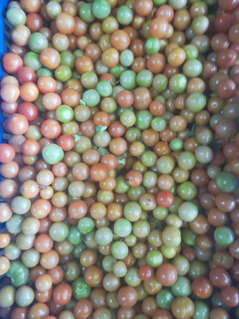 Tomate  Cherry