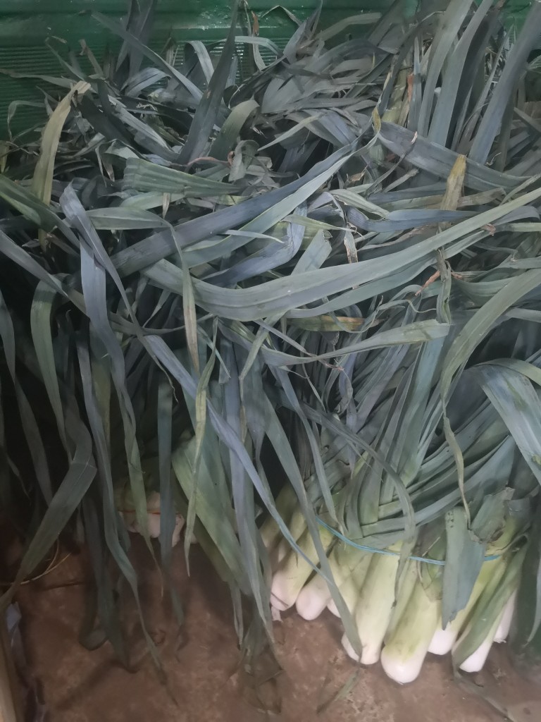 Cebolla Puerro