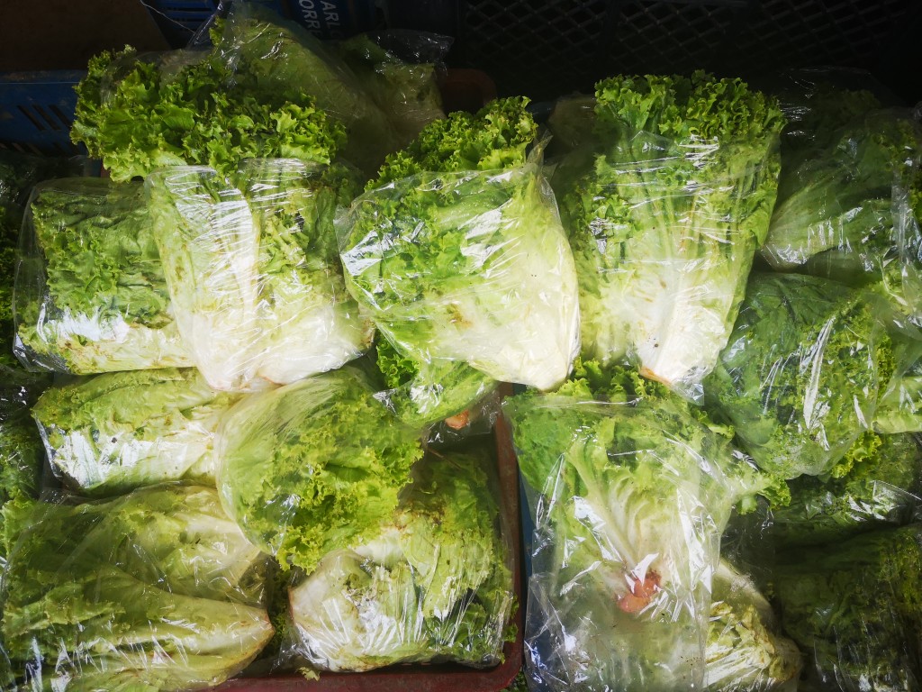 Lechuga Crespa