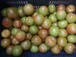 Tomate Chonto