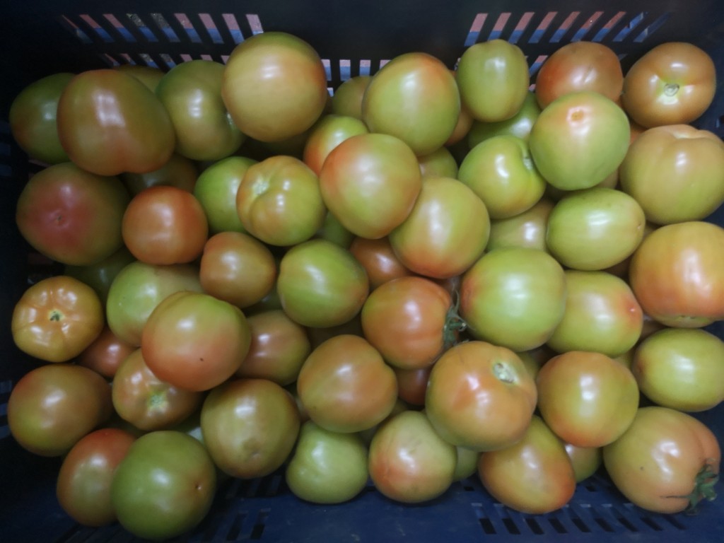 Tomate Chonto