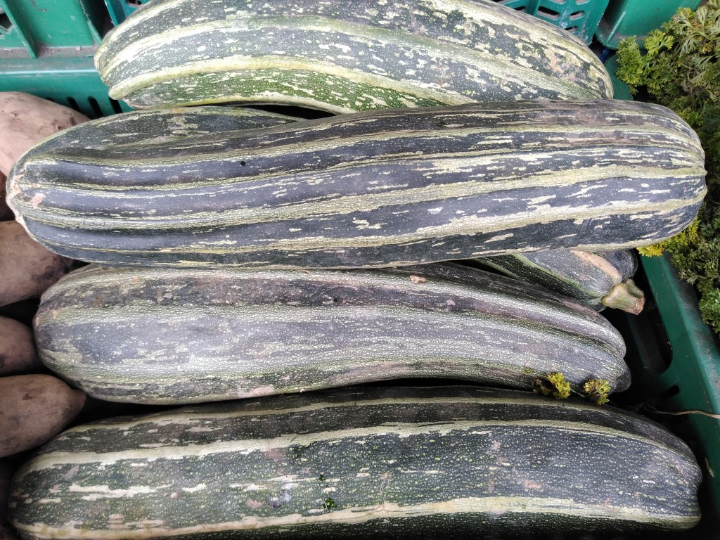 Yacon — foto 11 de 11