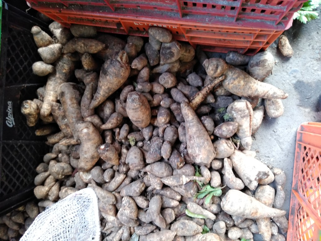 Arracacha