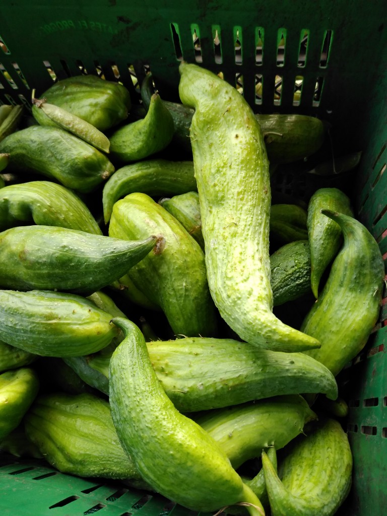 Pepino para rellenar