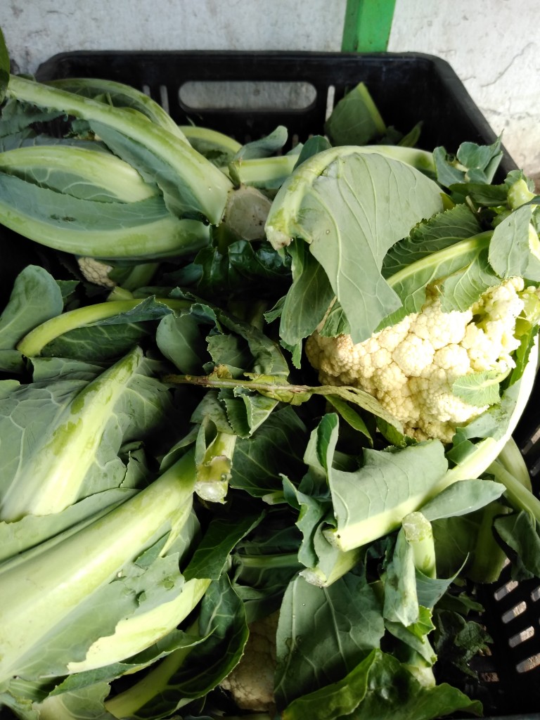 Coliflor