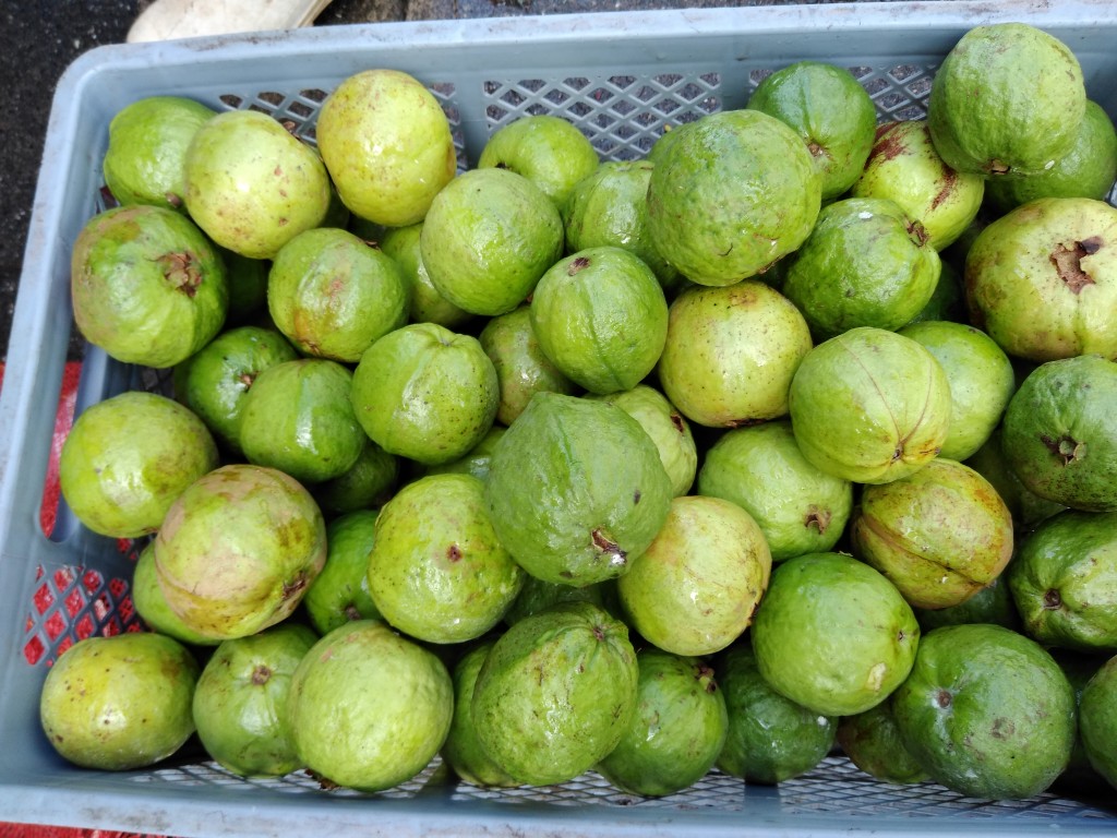 Guayaba manzana 1ra