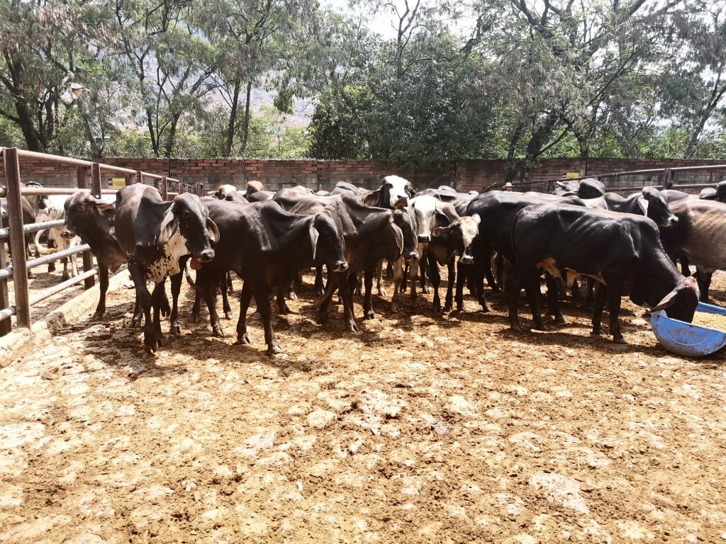 Machos de Ceba ganado comercial