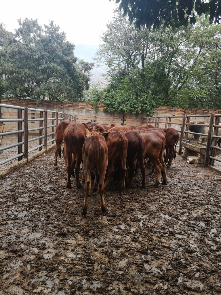 Machos de Levante Brahman Rojo