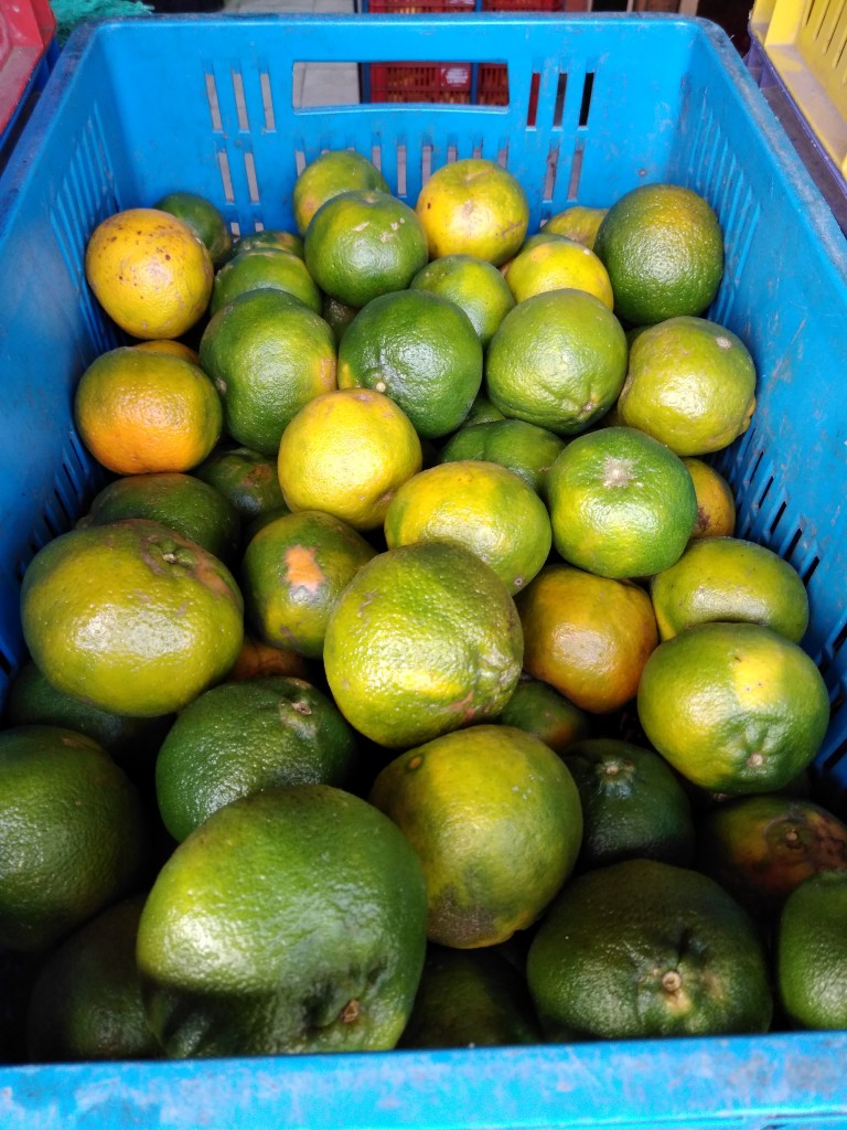Mandarina oneco gruesa