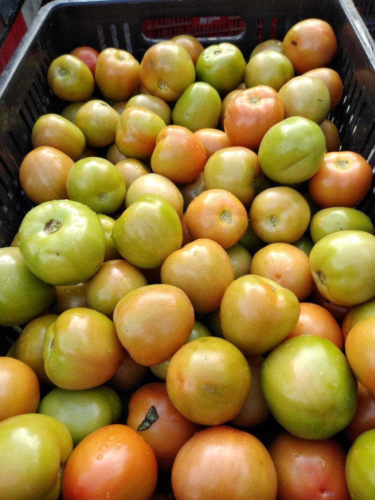 Tomate chonto grueso