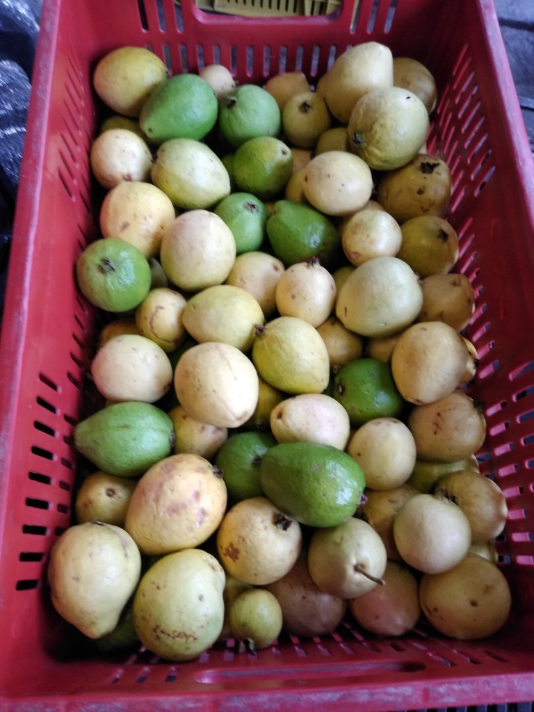 Guayaba pera
