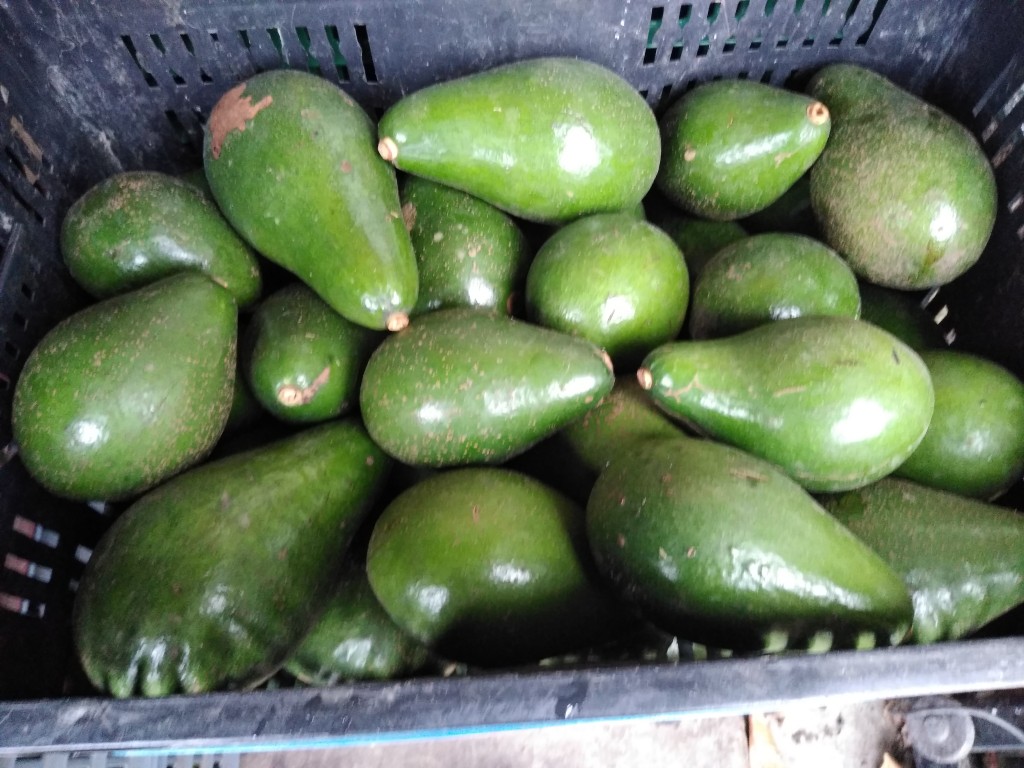 Aguacate Santana