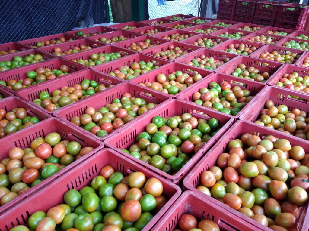 Tomate chonto grueso