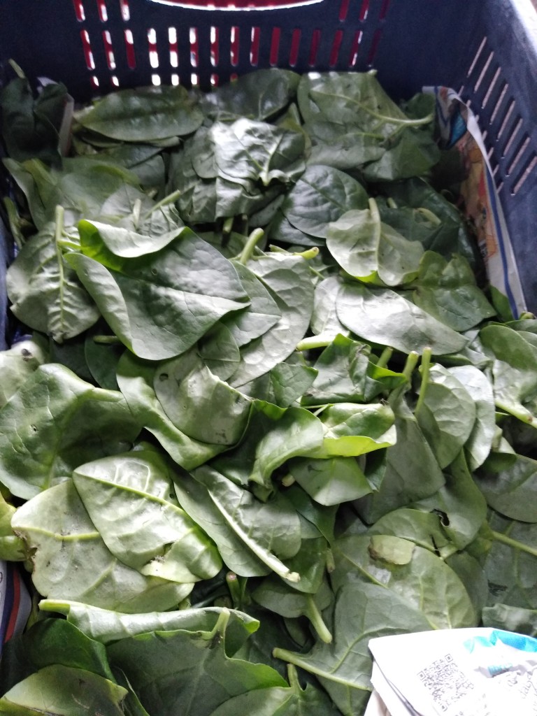 Espinacas