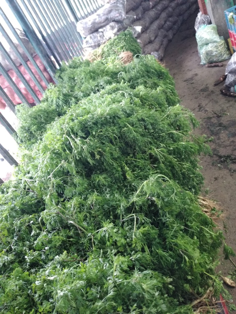 Cilantro