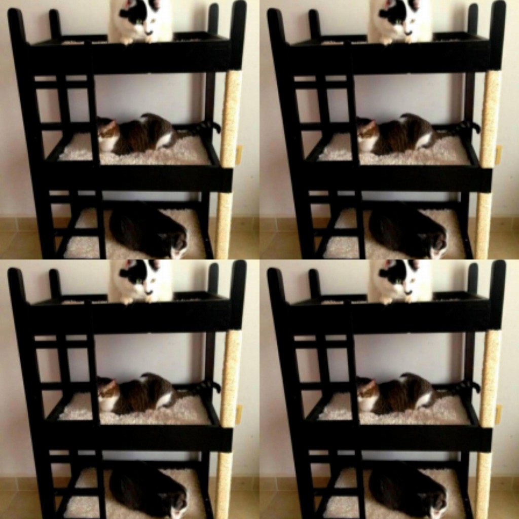 Camarote para mascotas ref somos tres