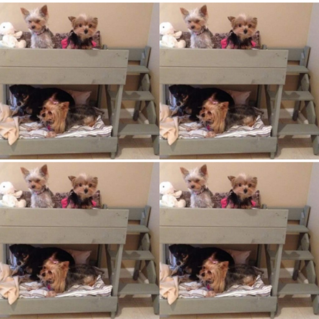 Camarote para mascotas ref consentidos de la casa